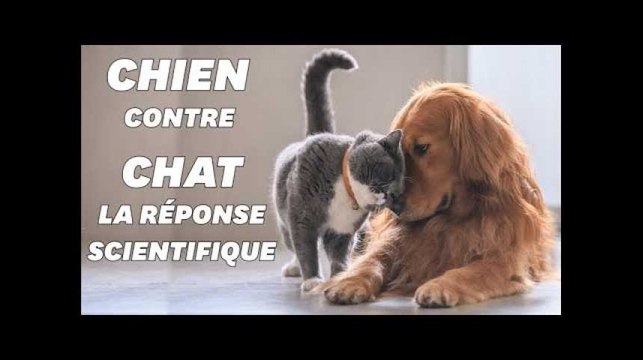 Voilà pourquoi vous préférez les chiens aux chats