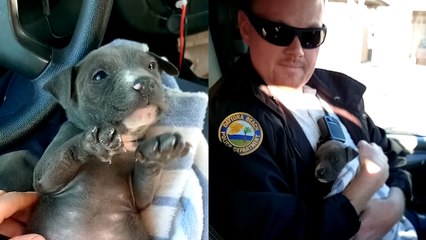 Florida Police Rescue Freezing Puppy Found Abandoned By River