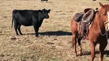 Cavalo não deixa que vaca ataque dono enquanto este trata da sua cria