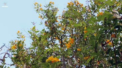 Guaran amarillo, Lapachillo, Árbol canario, Vainillo, Chicalá, Sauco amarillo, Cholán, Tronadora