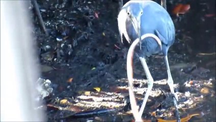 Ce Heron est en galère avec son anguille