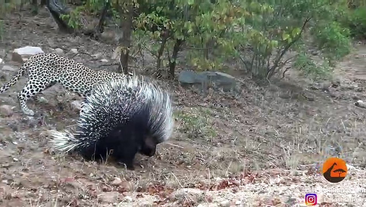 Ce léopard veut manger un porc-epic mais il va le regretter