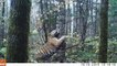 Les images incroyables de ce tigre sauvage filmé dans les forêts de Sibérie