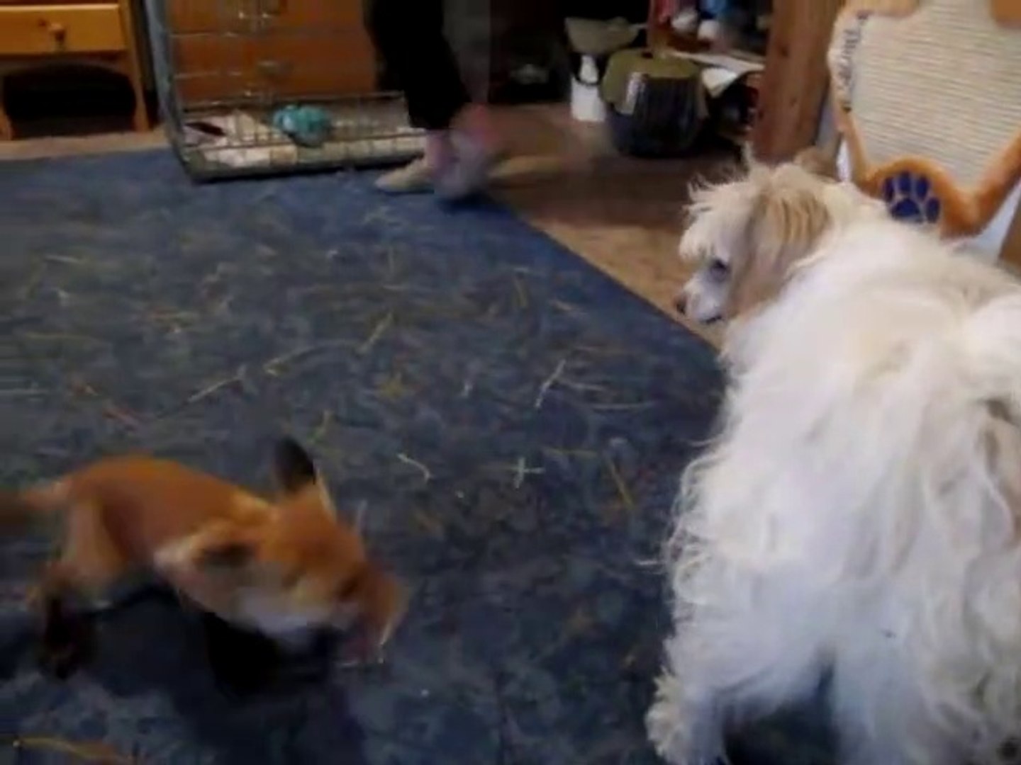 Ce Bebe Renard Est Tellement Content De Voir Son Ami Le Chien Video Dailymotion
