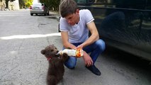 Adorable : cet homme donne le biberon à un ourson