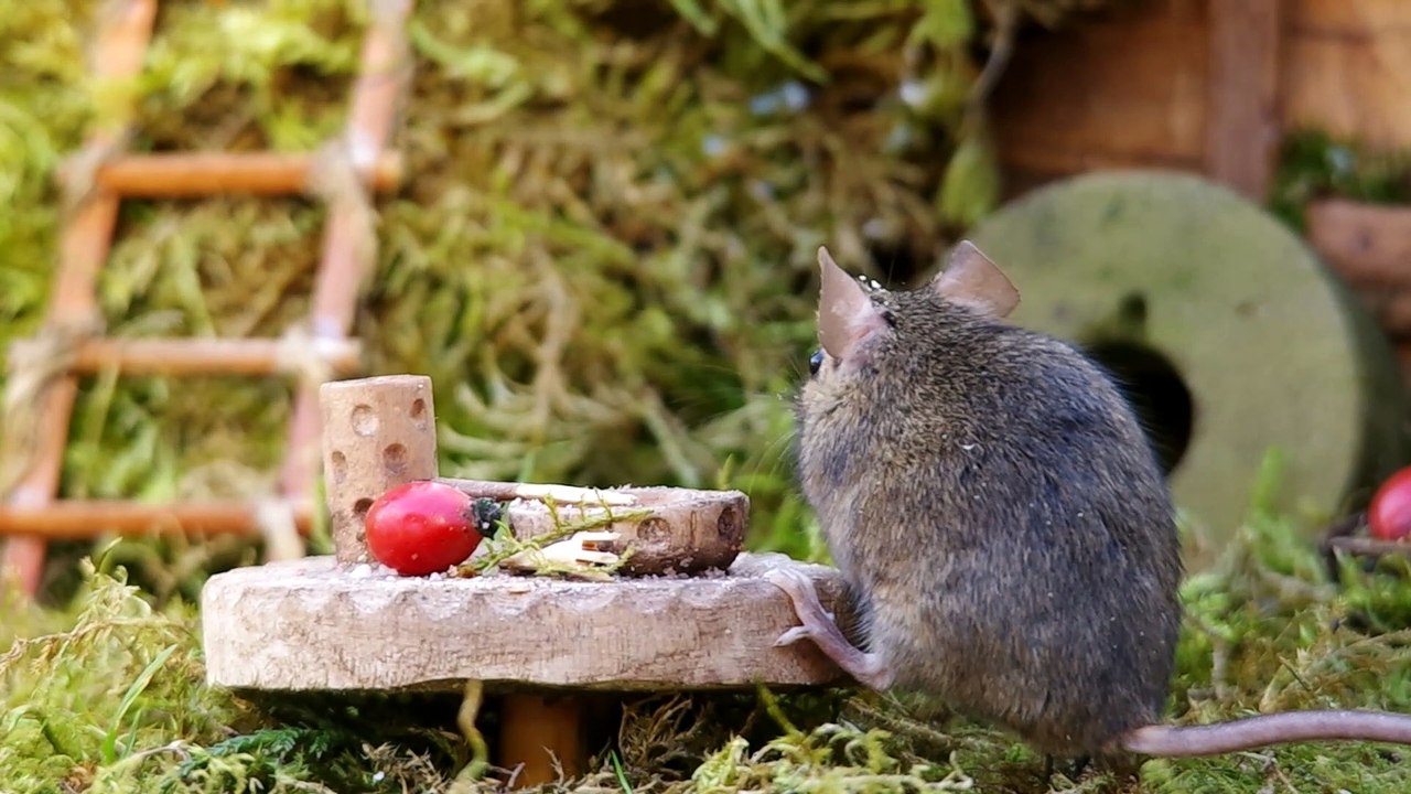 George the Mouse in a Log pile House - mice eating at table