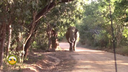 Massive tusker at the Yala national park !