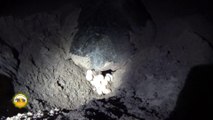 Sea turtle laying eggs at night !