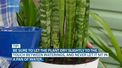 5 Houseplants That Thrive In Dark Rooms