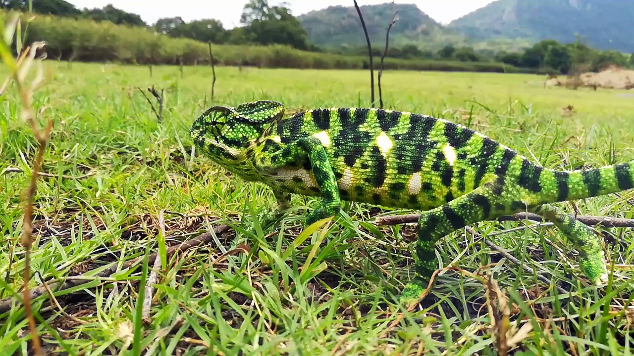 walking sri lankan chameleon chameleon