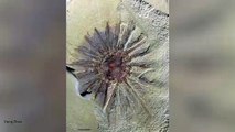 Ancient Fossil Reveals Comb Jellies' Origin