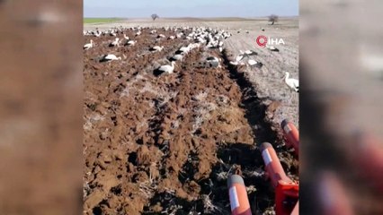 Binlerce leylek çiftçiye eşlik etti