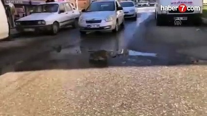 Araçlar yolda su içen kedi için bekledi - Video 7