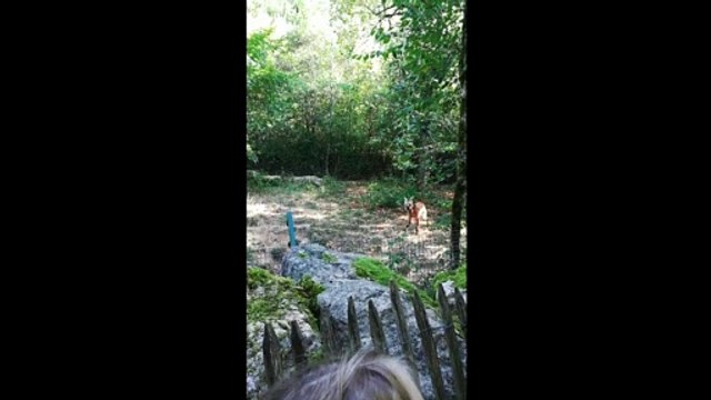 Loup à Crinière dans son enclos