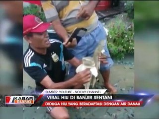 Viral Ditemukannya Hiu Pasca Banjir Sentani