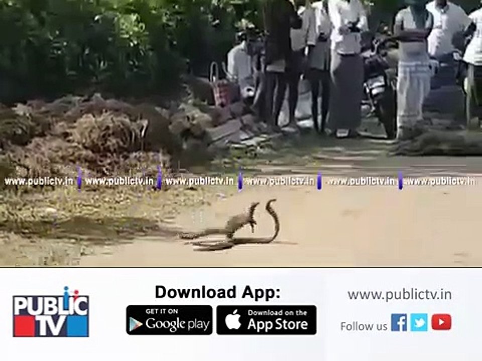 Snake & mungoose fight