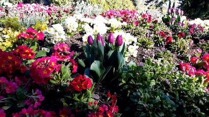 Zoo de Mulhouse : les nouveautés du marché aux plantes