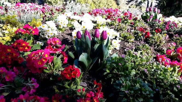 Zoo de Mulhouse : les nouveautés du marché aux plantes