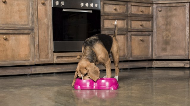 Alimentación para perro con diarrea