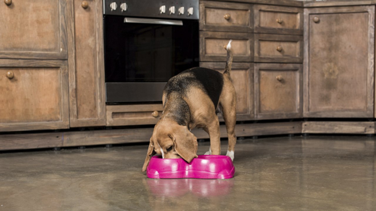 Alimentación para perro con diarrea