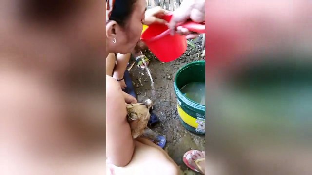 Heartwarming moment woman revives pregnant dog with CPR during labour