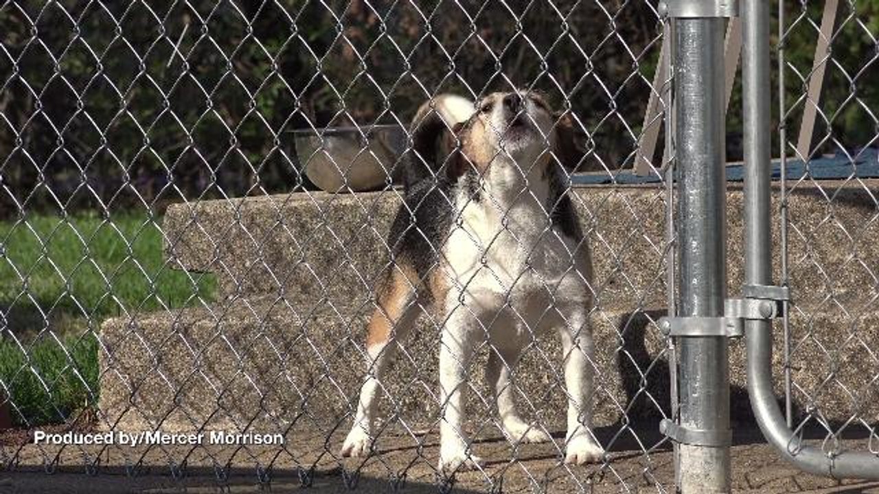 Dog Gone! City in New Jersey Proposes Banning Barking Dogs