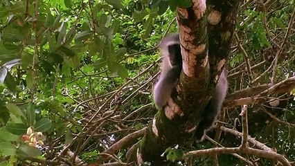 Hyena Vs Baboon ¦ Leopard Became Hero After Save And Take Care Of Baby Baboon.