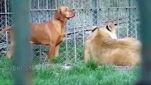 Epic Battle Dog vs Lion, Tiger, Bear, Leopard Real Fight To Death