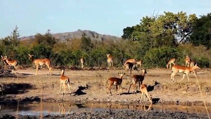 Hippo vs Lions Ultimate Fights 2018  Family Hippo Rescue Baby From Crazy Lion Hunting