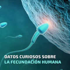 Datos sobre la fecundación humana