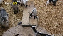 Pygmy Goats Journey Though Danger for Playground Fun