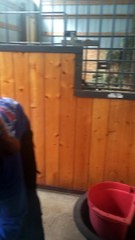 Alpacas Making Mating Music