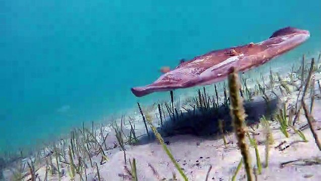 Electric Ray Hides Under the Ocean Floor