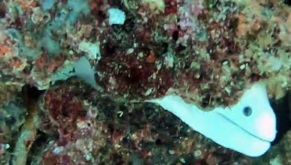 Extremely Rare White Moray Eel