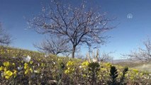 Malatya Ovası gelin gibi süslendi - MALATYA