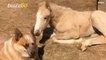 Dog Daddy! Dog Takes Care Of Orphaned Infant Horse
