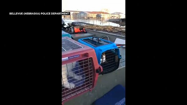 شاهد: إعادة حيوانات أليفة إلى أصحابها بعد أن فرقتهم الفيضانات