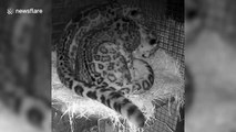Two loved-up snow leopards curl up around each other in affectionate display