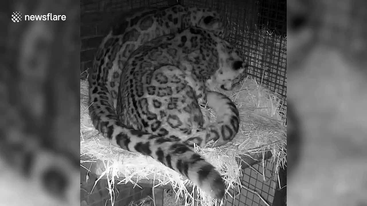 Two loved-up snow leopards curl up around each other in affectionate display