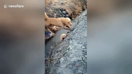 Mother golden retriever helps puppy get out of ditch