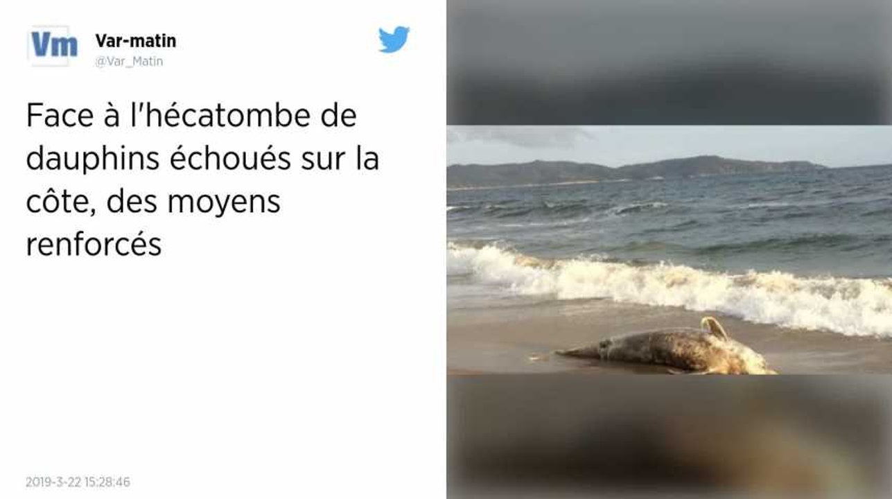 Les échouages de dauphins se multiplient, le ministre de l'Écologie annonce des mesures