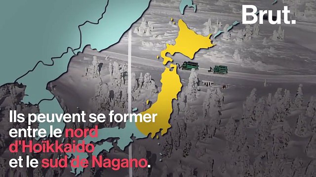 Au Japon, les monstres de glace sont menacés par le réchauffement climatique