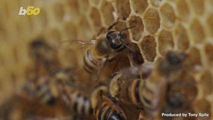 Scientists Develop World's First 'Walkie Talkie' for Bees and Fish