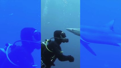 Incroyable : un requin fait un bisou à un plongeur (pour de vrai !)