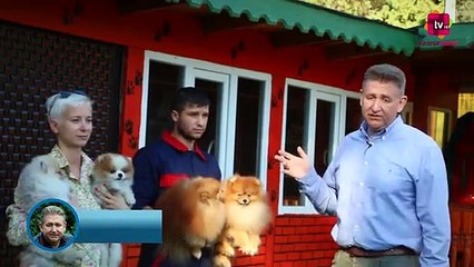 Pomeranian Irkının Traşlı ve Traşsız Halleri Nasıldır?