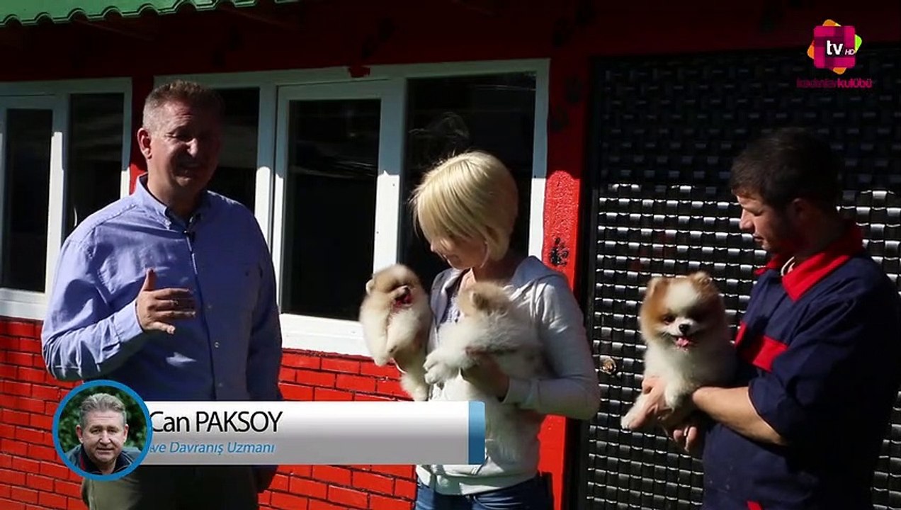Pomeranian Irkının Yavrudan Erişkin Olana Kadar Geçirdiği Evreler Nelerdir?