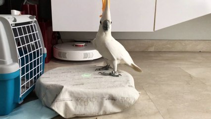 Cockatoo Takes a Ride on a Roomba