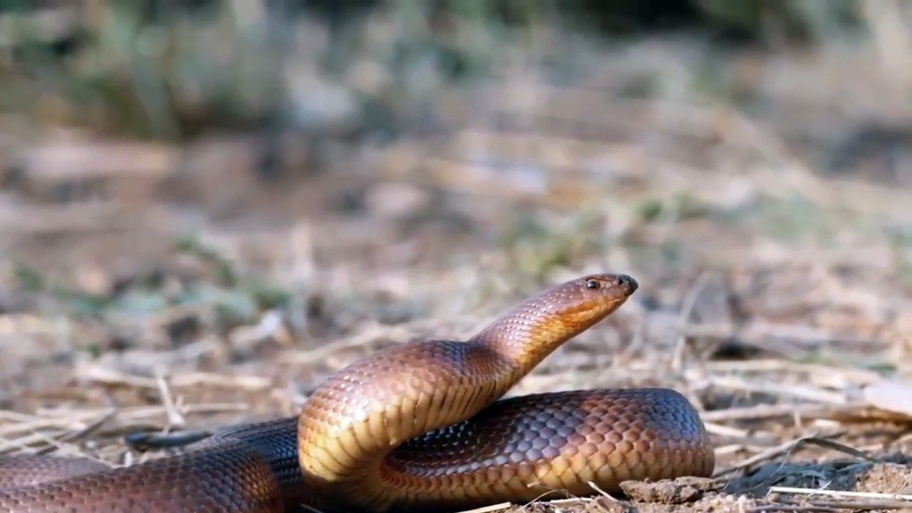 Honey Badger Vs Snake ¦ Honey badger picks a fight with King Cobra and