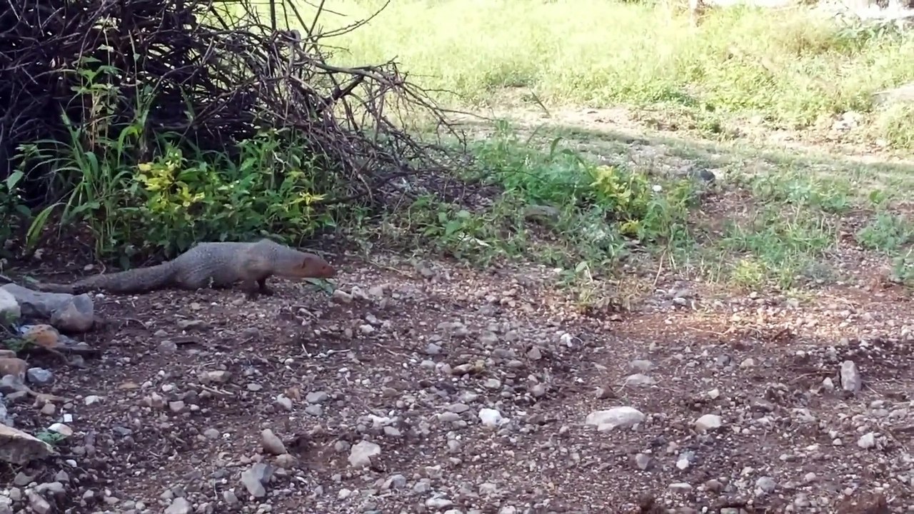 King Cobra Vs Mongoose ¦ King cobra and grey mongoose clash in classic battle