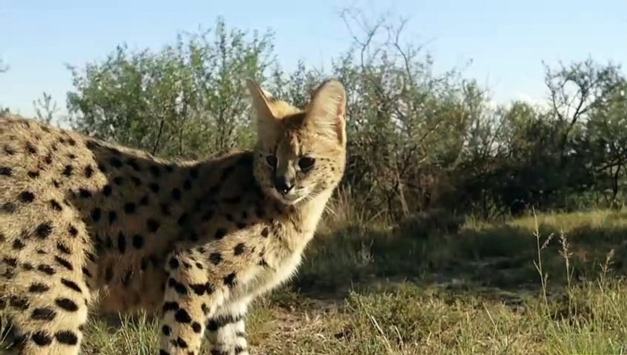 Lion save lion by Pack of Hyenas ¦ Angry Lion vs Hyena Fight To Death